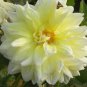 50 Pcs Dahlia Bonsai, Type Flower Dahlia Pachyderms Flower Plant Bonsai Flowers