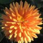 50 Pcs Dahlia Bonsai, Type Flower Dahlia Pachyderms Flower Plant Bonsai Flowers