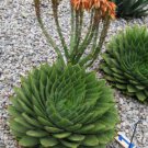 100 Pcs Spiral Aloe Bonsai Plants Rare Aloe polyphylla Flower