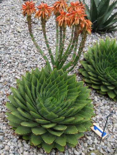 100 Pcs Spiral Aloe Bonsai Plants Rare Aloe polyphylla Flower