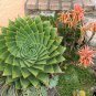 100 Pcs Spiral Aloe Bonsai Plants Rare Aloe polyphylla Flower