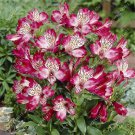 100 Pcs Alstroemeria Bonsai Peruvian Lily Alstroemeria Inca Bandit- Princess Lily Bonsai