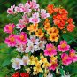 100 Pcs Alstroemeria Bonsai Peruvian Lily Alstroemeria Inca Bandit- Princess Lily Bonsai