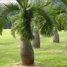 10 Pcs Bottle Palm Tree Bonsai Exotic Bonsai Tree Tropical Ornamental Plant Bonsai 10 Pcs Bottle Palm Tree Bonsai Exotic Bonsai Tree Tropical Ornamental Plant Bonsai