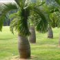 10 Pcs Bottle Palm Tree Bonsai Exotic Bonsai Tree Tropical Ornamental Plant Bonsai