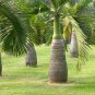 10 Pcs Bottle Palm Tree Bonsai Exotic Bonsai Tree Tropical Ornamental Plant Bonsai