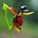 100 Pcs Caleana Major Flying Duck Orchid Seeds Garden Potted Decor Flowers Plants Seeds