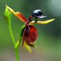100 Pcs Caleana Major Flying Duck Orchid Seeds Garden Potted Decor Flowers Plants Seeds