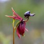 100 Pcs Caleana Major Flying Duck Orchid Seeds Garden Potted Decor Flowers Plants Seeds
