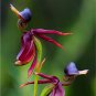 100 Pcs Caleana Major Flying Duck Orchid Seeds Garden Potted Decor Flowers Plants Seeds
