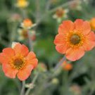 20 Pcs Geum 'Totally Tangerine' Avens Flower