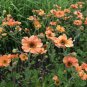 20 Pcs Geum 'Totally Tangerine' Avens Flower