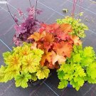 200 Pcs Colorful Heuchera Bonsai Potted Coral Bell Flower Plants DIY Beautiful Green Plant 200 Pcs Colorful Heuchera Bonsai Potted Coral Bell Flower Plants DIY Beautiful Green Plant