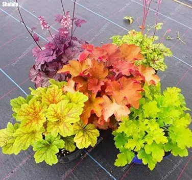200 Pcs Colorful Heuchera Bonsai Potted Coral Bell Flower Plants DIY Beautiful Green Plant