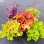 200 Pcs Colorful Heuchera Bonsai Potted Coral Bell Flower Plants DIY Beautiful Green Plant