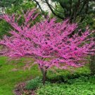 30 Pcs Bauhinia Seeds,Cercis chinensis, Bonsai Flower Seeds
