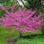 30 Pcs Bauhinia Seeds,Cercis chinensis, Bonsai Flower Seeds