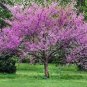 30 Pcs Bauhinia Seeds,Cercis chinensis, Bonsai Flower Seeds