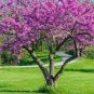 30 Pcs Bauhinia Seeds,Cercis chinensis, Bonsai Flower Seeds