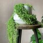 100 Pcs Round Pearl Chlorophytum Bonsai Beads Bonsai Absorb Formaldehyde Potted Plants