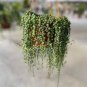 100 Pcs Round Pearl Chlorophytum Bonsai Beads Bonsai Absorb Formaldehyde Potted Plants