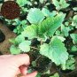 100 Pcs Agastache Rugosa Flower Bonsai Patchouli Flower Plant