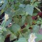 100 Pcs Agastache Rugosa Flower Bonsai Patchouli Flower Plant