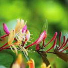 20 Pcs Cape Honeysuckle (tecomaria Capensis) Bonsai 20 Pcs Cape Honeysuckle (tecomaria Capensis) Bonsai