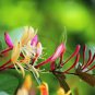 20 Pcs Cape Honeysuckle (tecomaria Capensis) Bonsai