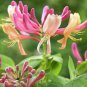 20 Pcs Cape Honeysuckle (tecomaria Capensis) Bonsai