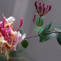 20 Pcs Cape Honeysuckle (tecomaria Capensis) Bonsai