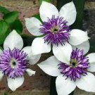 50 Pcs Garden Climbing Clematis Hybridas Flower Plants Vines Bonsai Flower Plants