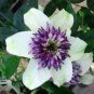50 Pcs Garden Climbing Clematis Hybridas Flower Plants Vines Bonsai Flower Plants