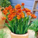 100 Pcs Freesia Plant, Flowers Orchid Freesia Flower Plants