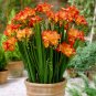 100 Pcs Freesia Plant, Flowers Orchid Freesia Flower Plants