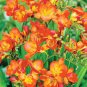 100 Pcs Freesia Plant, Flowers Orchid Freesia Flower Plants