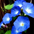 100 Pcs Rare Star Petunia Blue Bonsai Garden and Patio Potted Plant Morning Glory Flowers 100 Pcs Rare Star Petunia Blue Bonsai Garden and Patio Potted Plant Morning Glory Flowers