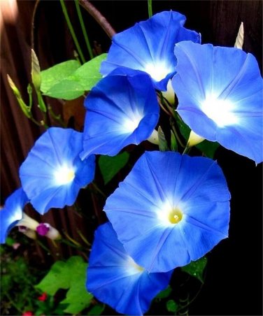 100 Pcs Rare Star Petunia Blue Bonsai Garden and Patio Potted Plant Morning Glory Flowers