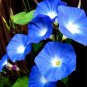 100 Pcs Rare Star Petunia Blue Bonsai Garden and Patio Potted Plant Morning Glory Flowers