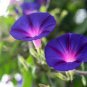 100 Pcs Rare Star Petunia Blue Bonsai Garden and Patio Potted Plant Morning Glory Flowers