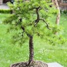 100 Pcs Larch Bonsai Larix Tree Bonsai New Arrival