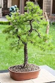 100 Pcs Larch Bonsai Larix Tree Bonsai New Arrival