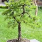 100 Pcs Larch Bonsai Larix Tree Bonsai New Arrival