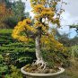 100 Pcs Larch Bonsai Larix Tree Bonsai New Arrival