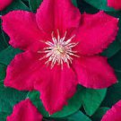20 Pcs Vine Clematis Potted Clematis Garden Flowers