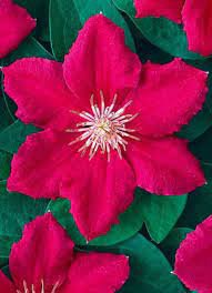 20 Pcs Vine Clematis Potted Clematis Garden Flowers