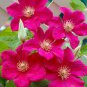 20 Pcs Vine Clematis Potted Clematis Garden Flowers