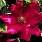 20 Pcs Vine Clematis Potted Clematis Garden Flowers