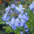 100 Pcs Plumbago Auriculata Bonsai Exotic Perennial Flowers Bonsai