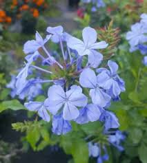 100 Pcs Plumbago Auriculata Bonsai Exotic Perennial Flowers Bonsai